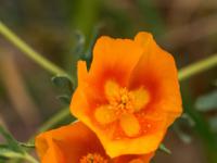 Hornmohn Blüten mit heller Zeichnung